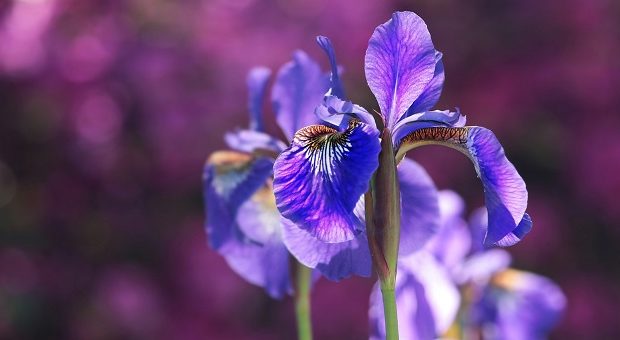 Iris viola in fiore