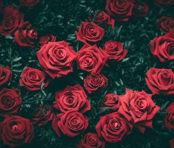 fiori-rose-funerale