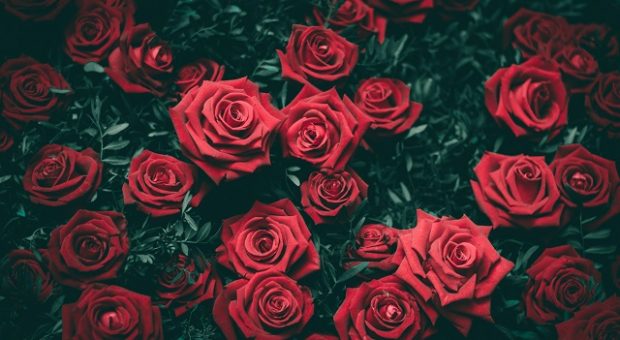 fiori-rose-funerale
